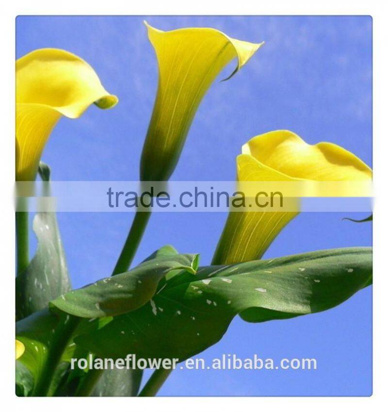 indevidually wrapped export yellow bright color fresh cut calla flower for decoration