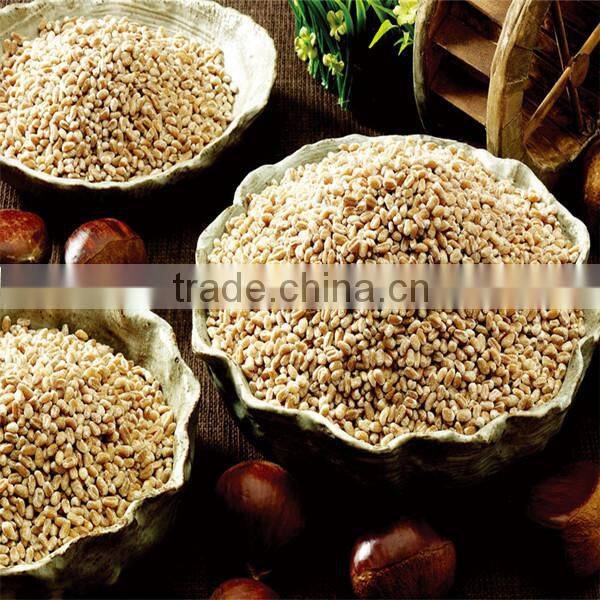 bulk malted barley of Australia origin