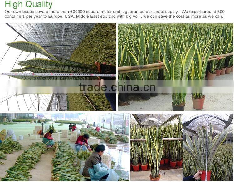 Bonsai sansevieria for living room make the air clean