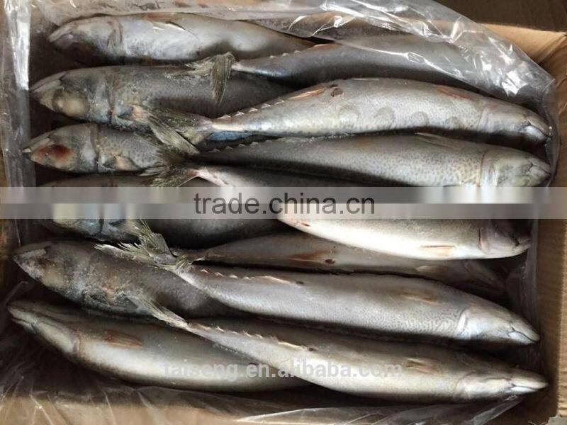 Asmak Frozen Seafood Whole Round Saba mackerel