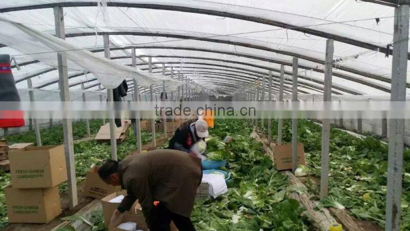 fresh new crop chinese cabbage