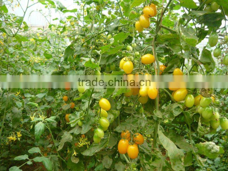 Farm Fresh Crown Small Yellow Tomato