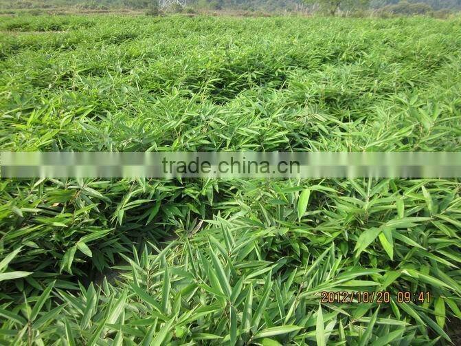 Perennial plants bamboo seedling
