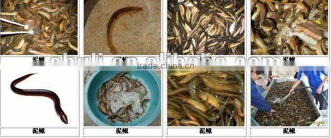 Small fishmeal production line//0086-15838061756