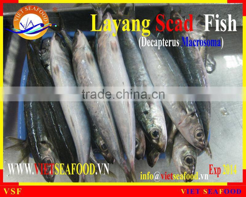 FROZEN LAYANG SCAD WHOLE ROUND