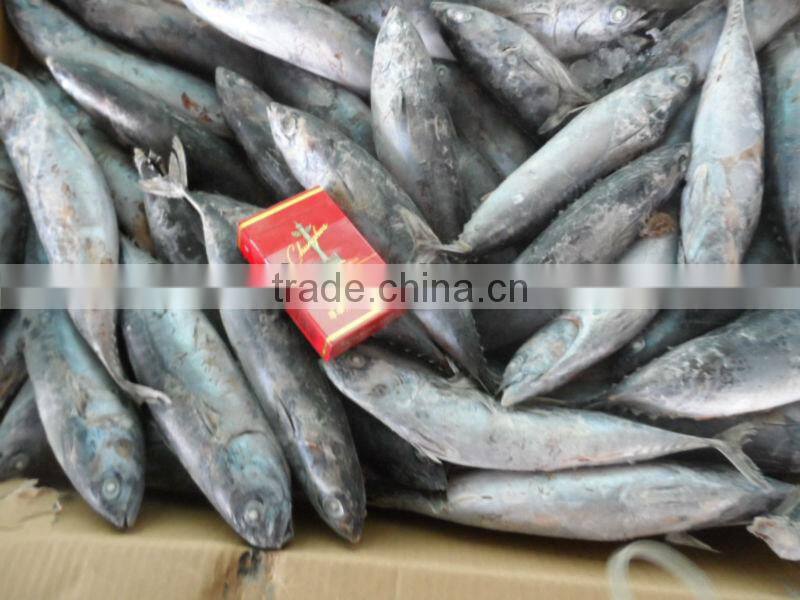 frozen fish bonito 300-500g(Auxis thazard)New coming W/R for can