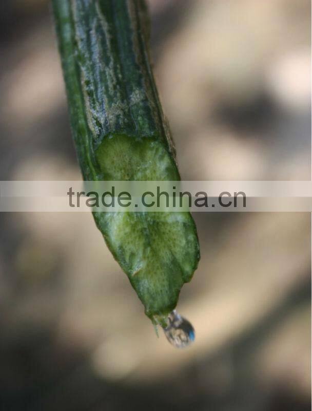 pure natural loofah water