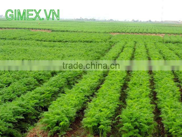VIETNAM FRESH CARROTS CHEAP