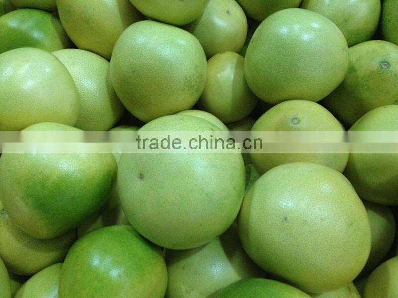 china fresh pomelo
