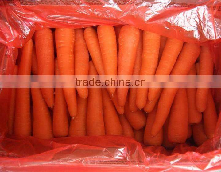 hot sale fresh carrot 2016crop