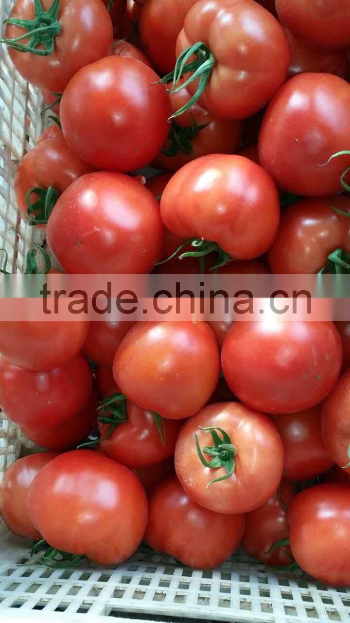 Fresh tomato exporter from China