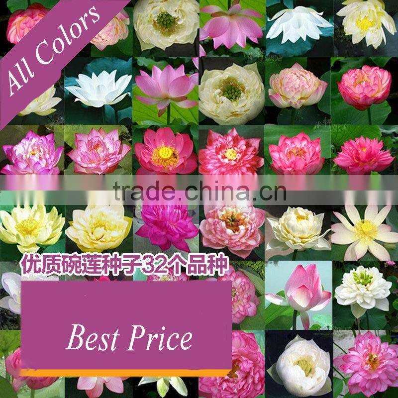 2015 Water Lily Lotus Seeds For Growing For Family Pot Landscape