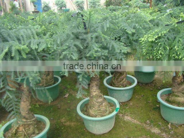 Araucaria heterophylla