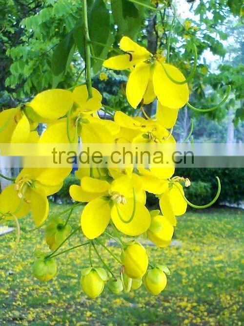 Cassia fistula