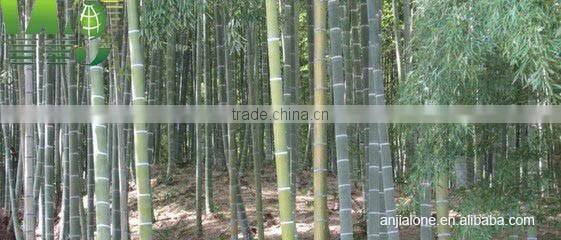 Bamboo Wood Chips For Sale