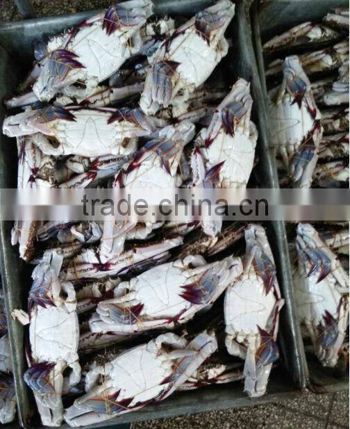 Seafood Frozen Blue Swimming Crab