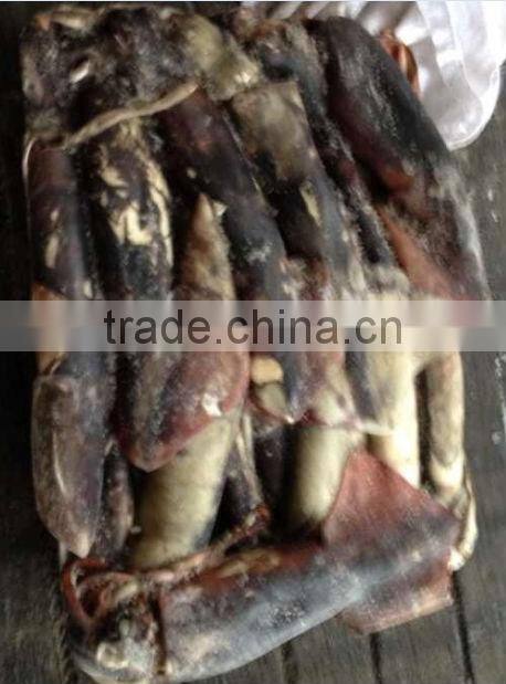 lamp for fishing squid of giant squid