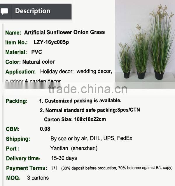 Natural green Papyrus scirpus validus potted onion grass