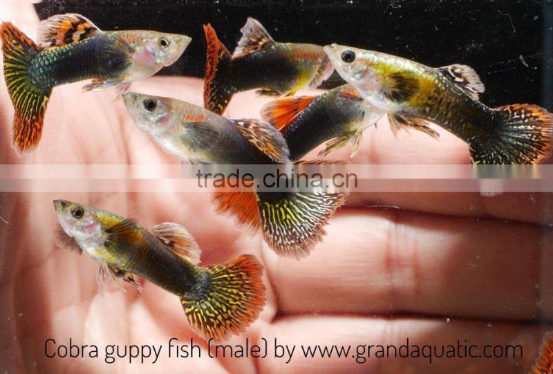 Cobra guppy for Freshwater Aquarium fish export company from Thailand