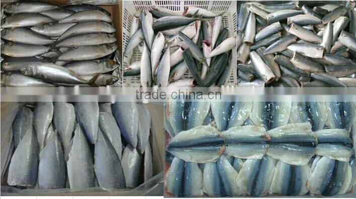 100-150g Frozen Pacific mackerel (Scomber Japonicus )