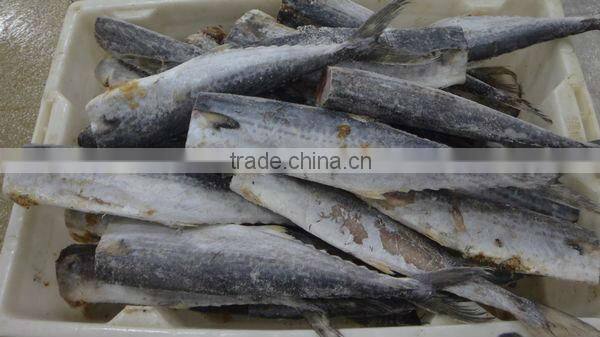 Supply frozen Spanish mackerel (scomberomorus niphonius)