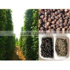 VIETNAMESE HIGH QUALITY Healthy Food Rice Noodle - RICE VERMICELLI - HOANG TUAN FOODS