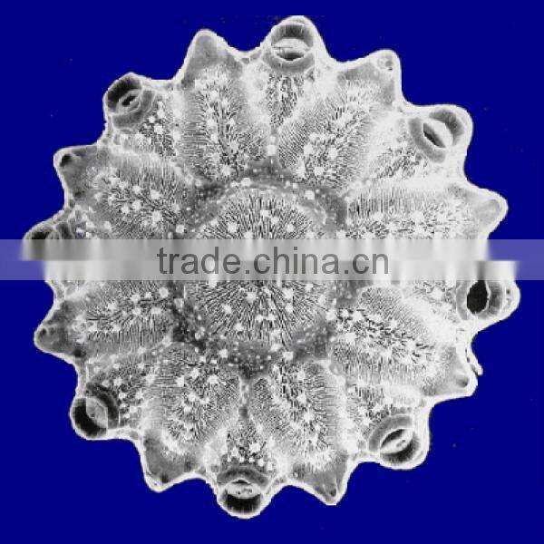 Diatomaceous earth/ Diatomite filler/ packing