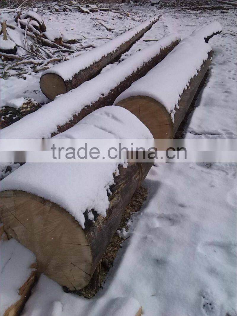 Pine birch logs FSC WOOD