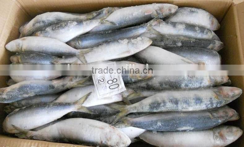 Frozen Sardina Melamosticta Frozen Fresh Sardine
