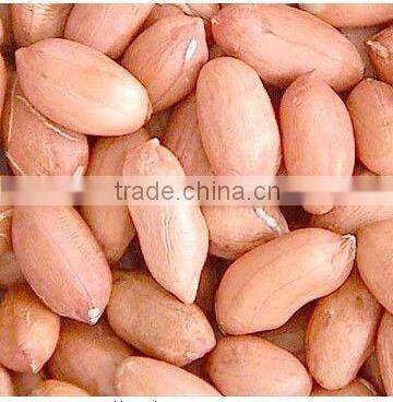 Shandong organic roasted and blanched peanut
