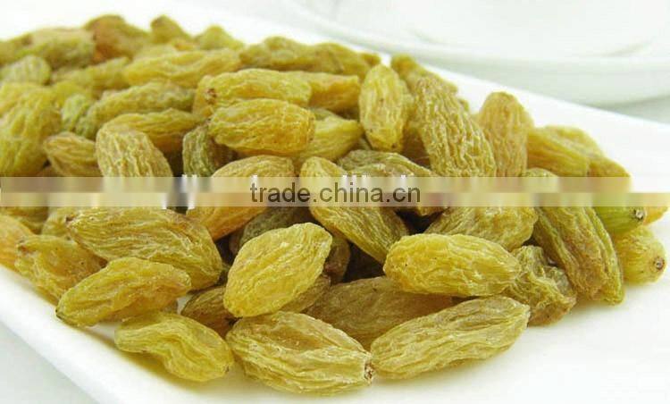 xinjiang sun dried green raisin with good quality