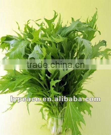 dehydrated celery flakes for spiced food