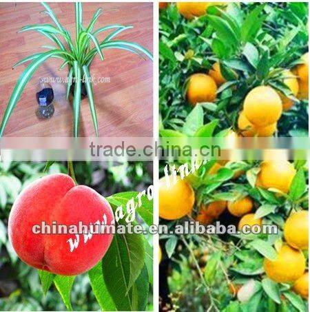 China bio Boron (BHA) humic acid manufacturer