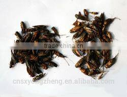 dried mealworms with best quality and reseasonable price