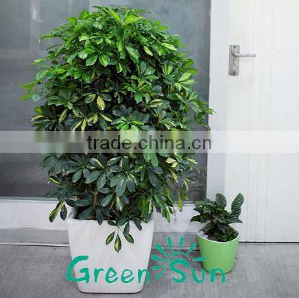 Bonsai tree large size rectangular plastic flower pots