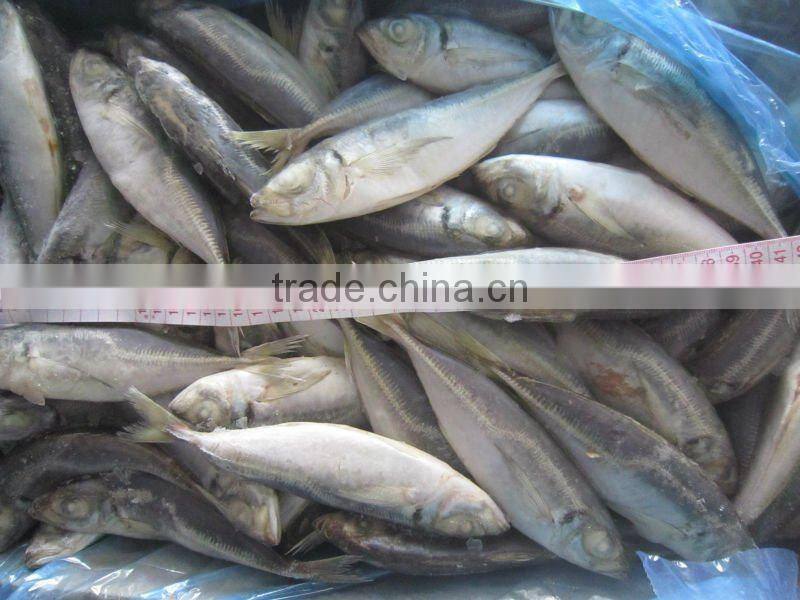 sea frozen horse mackerel
