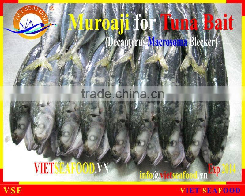 FROZEN W/R MUROAJI FOR TUNA BAIT