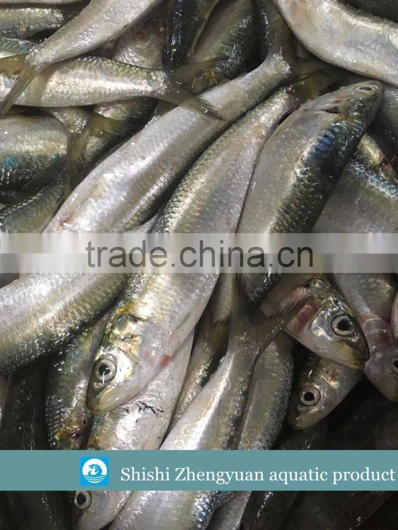 New landing Frozen fresh unprocessed HGT sardine