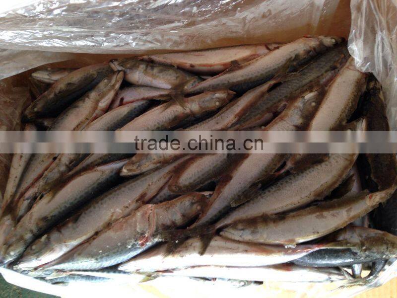 Frozen mackerel catched on 7.14 2.014