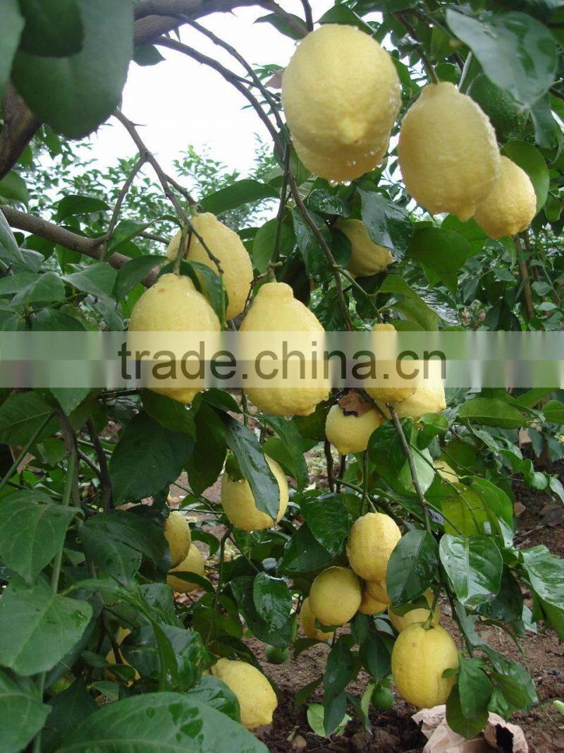 Chinese Yellow Eureka Fresh Lemon