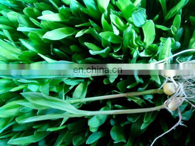 seed sprout machine barley sprout machine