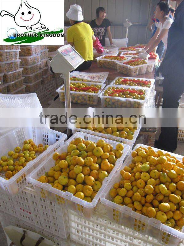 Baby mandarin/ Fresh mandarin orange/Chinese baby mandarins