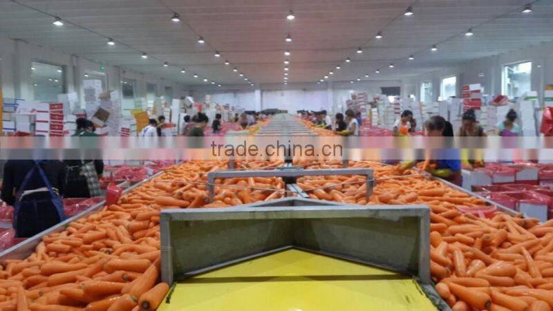 Low Price Fresh bulk carrot to whole world