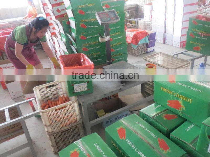 red carrot export from china