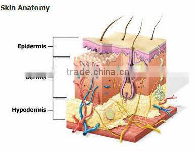 New product Elight innovative products for import HS 316 by shanghai med apolo medical technology