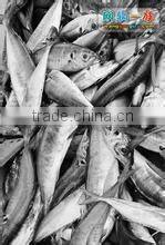 canned sardines in oil