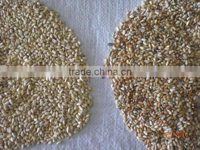 industrial scrap colorized sorter