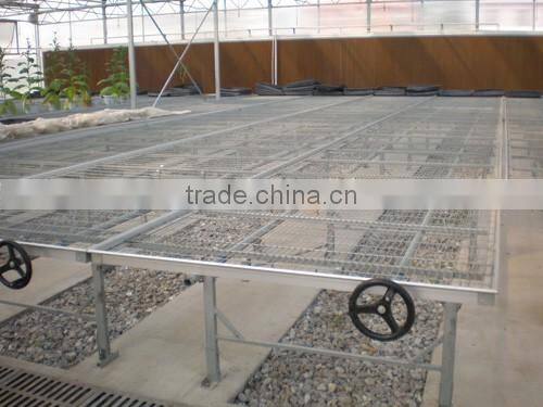 High quality glass covered tomato seed for greenhouse