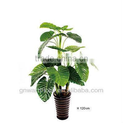 plant and tree nursery green mini plants indoor office GNW G120