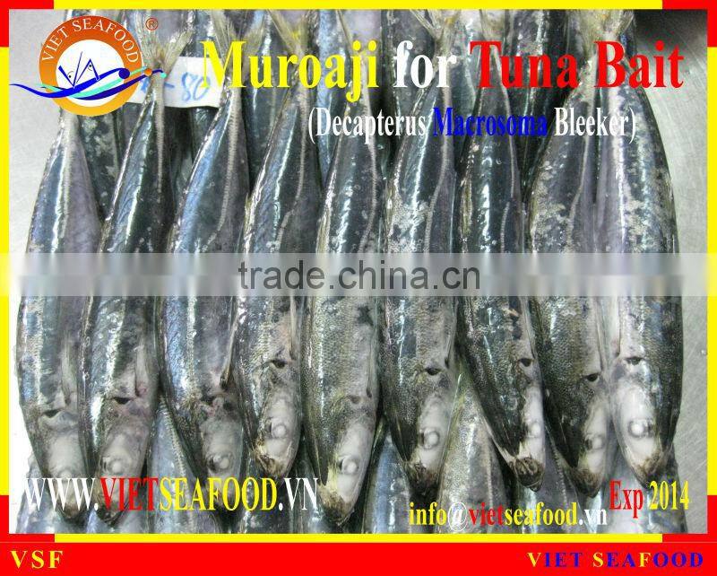 FROZEN MUROAJI FOR TUNA BAIT
